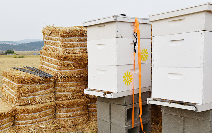 Two hives with honeybees pollenate surrounding land.