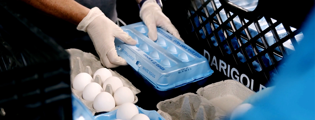 Volunteer sorts egg cartens
